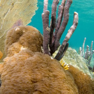 Reef-Shot