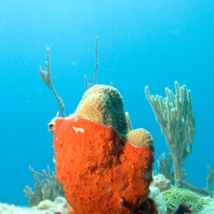 Orange glove