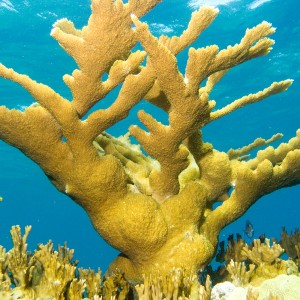 Staghorn-Coral