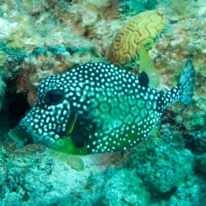 Trunk-Fish-Closeup