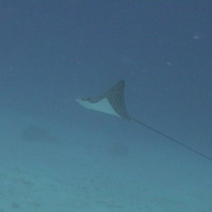 eagle_ray