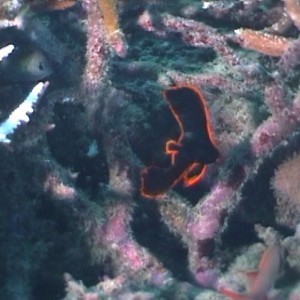 juvenile_pinnate_spadefish