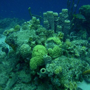 Bari Reef Coral