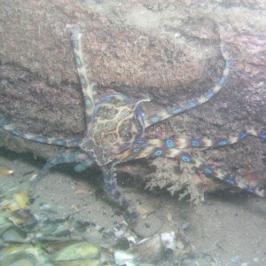 Blue Ringed Octopus