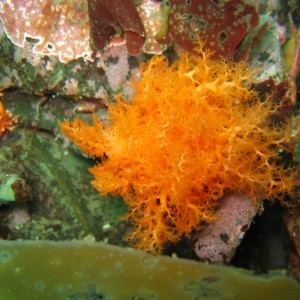 burrowing sea cucumber