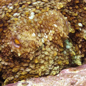 Octopus face