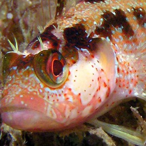 Island kelpfish close-up