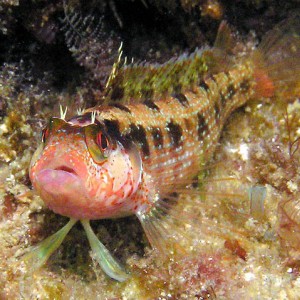 Island kelpfish