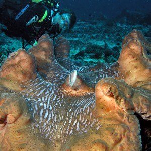 Giant Giant Clam