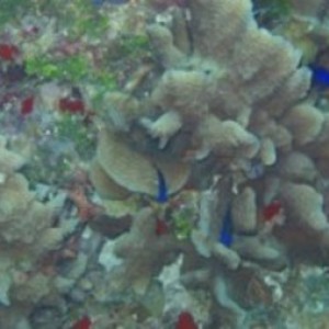 CoralFish