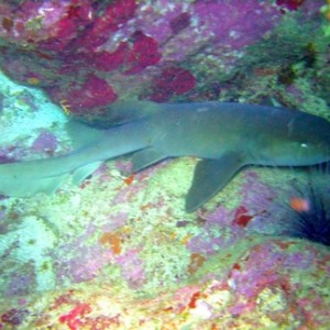 Diving in Carriacou, Grenada W.I with Deefer Diving