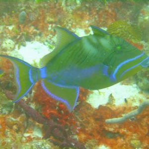 Diving in Carriacou, Grenada W.I with Deefer Diving