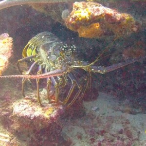 Diving in Carriacou, Grenada W.I with Deefer Diving