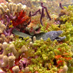 Diving in Carriacou, Grenada W.I with Deefer Diving