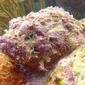 Diving in Carriacou, Grenada W.I with Deefer Diving