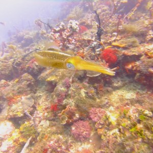 Diving in Carriacou, Grenada W.I with Deefer Diving