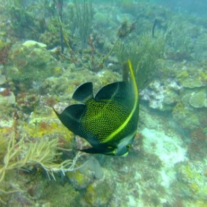 Diving in Carriacou, Grenada W.I with Deefer Diving