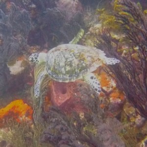 Diving in Carriacou, Grenada W.I with Deefer Diving