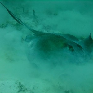 Diving in Carriacou, Grenada W.I with Deefer Diving