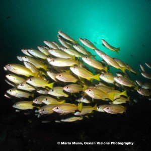 Schooling Snappers at Raja Ampat