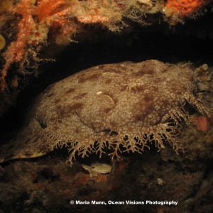 Wobblegong Encounter at Raja Ampat