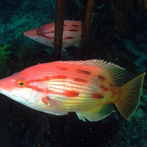twin Pigfish