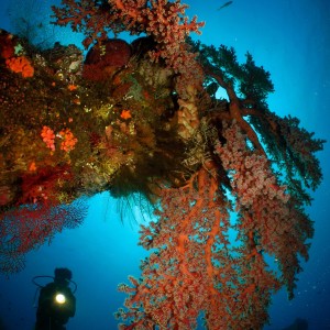 Liberty Wreck, Bali