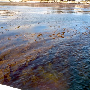 Kelp field