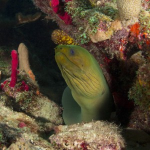 Green_Moray_Eel_On_Reef-001