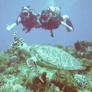 Cozumel Diving with turtle