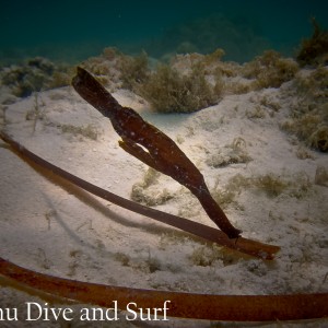 Robust Ghost Pipefish