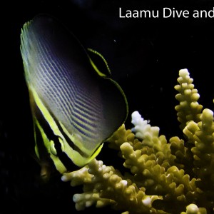 Juvenile Butterfly fish