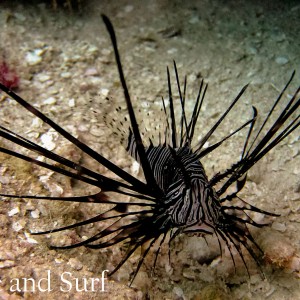 Juvenile Common Lionfish