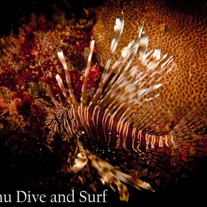 Adult Common Lionfish