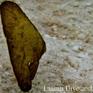 Juvenile Leaf fish