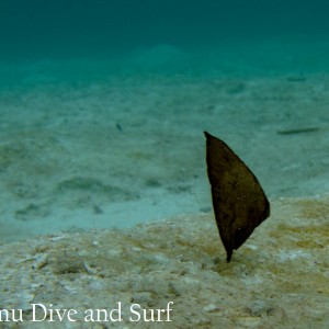 Juvenile Leaf fish