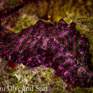 Persian Carpet Flatworm