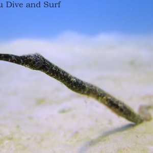 Seagrass Pipefish