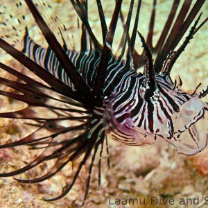 Juvenile Lionfish Yawn