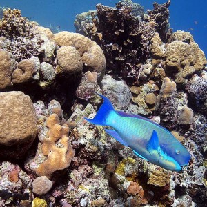 House_Reef_1