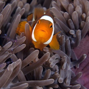 Nemo_50mm