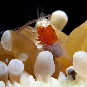 Maymelshrimp