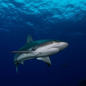 Tiger Shark