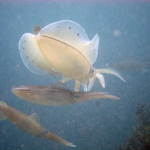 Cuttlefish "Aori-ika"