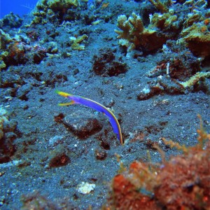 Ribbon eel