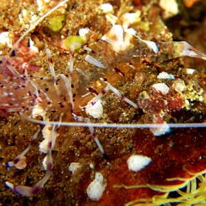 Unknown commensal shrimp
