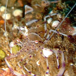 Unknown commensal shrimp