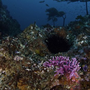 Purple Hydrocoral at Tanner Bank