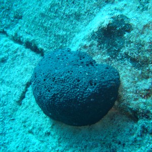 Giant sea sponge
