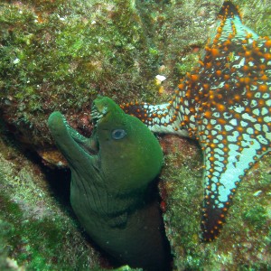 Green Moray and starfish